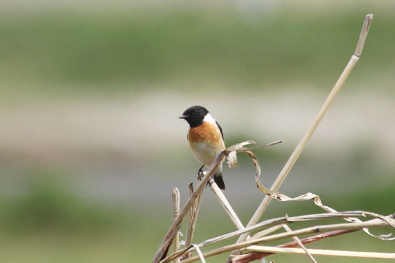 ノビタキ(10態-1) 防賀川(八幡市)&枚方左岸(枚方市) 2019/04/07-16 Photo by Manda (写真提供: 萬田) ノビタキ(10態-1) 防賀川(八幡市)&枚方左岸(枚方市) 2019/04/07-16 Photo by Manda (写真提供: 萬田)