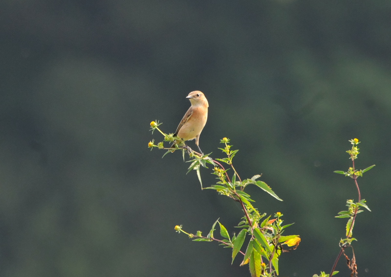 今が旬だよ　大谷川のノビタキたち （４態-1）　八幡市　2016/10/02　Photo by Takase