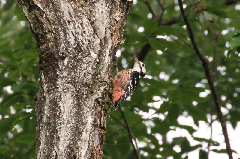 IIAJQ   iR-1j@؂̐X@ꌧ@2016/07/21@ Photo by Manda