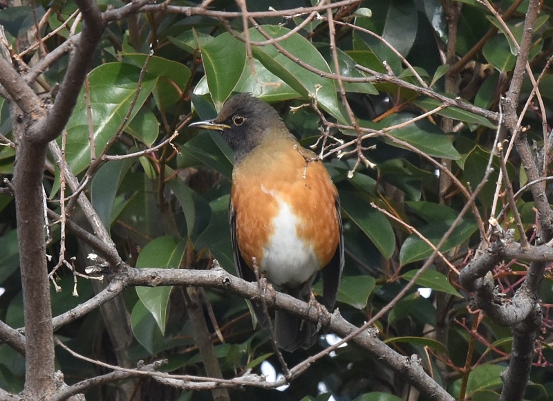 オオアカハラ（２態-1）　大泉緑地公園　2016/12/28　Photo by Hayashi　（コメント ＆ 写真提供：　林）