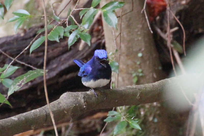 photo1　オオルリ