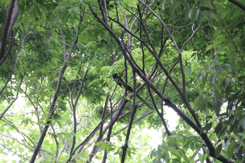 サンコウチョウ (3態-1) 大阪城 2016/05/01 Photo by Manda サンコウチョウ (3態-1) 大阪城 2016/05/01 Photo by Manda