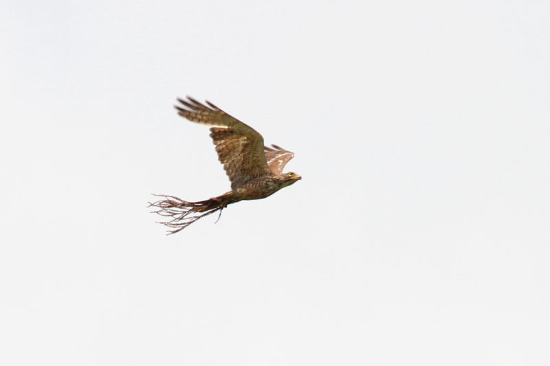 TVo@юpP@@R@ 2016/06/16@ Photo by Manda