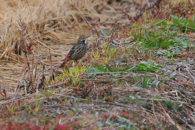 タヒバリ　内里　八幡市　2015/11/11　Photo by Takase