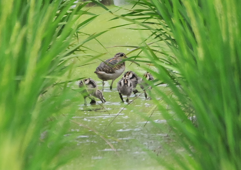 今が旬だよ　内里の野鳥たち （８態-1）　内里　八幡市　2016/09/01-09/06　Photo by Takase
