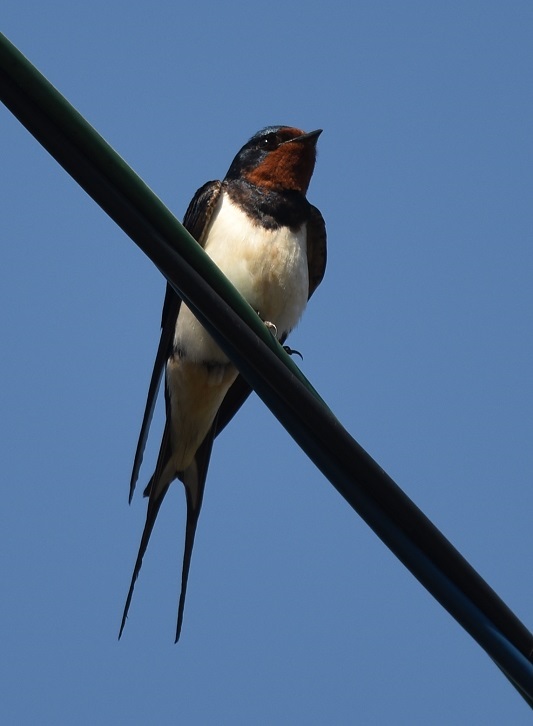 ツバメ　（８態-1）　流れ橋四季彩館　八幡市　2016/05/21　Photo by Hayashi