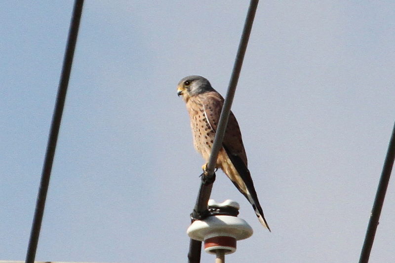 11月 出会った八幡の猛禽類（９態-1）　八幡市　2016/11/04-11/18　Photo by Manda　（写真提供：　萬田悠二）