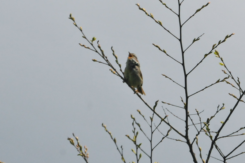 今が旬だよ　背割堤の野鳥たち　ウグイス　八幡市　2015/04/15　Photo by Takase