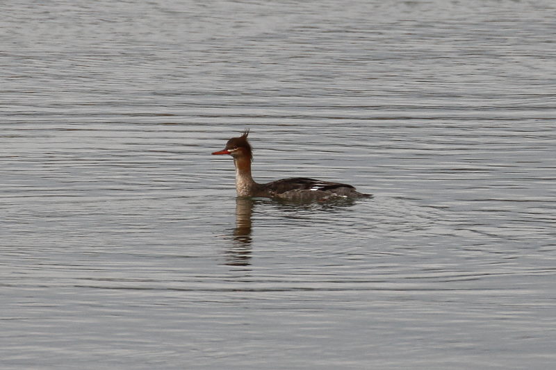 ウミアイサ　（３態-1）　淀川左岸　枚方市　2016/02/13　Photo by Manda