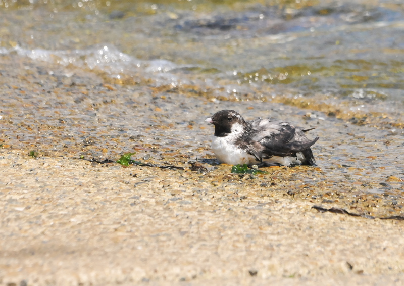 ウミスズメ　成鳥　（４態-1）　兵庫県　2016/07/14　Photo by Takase