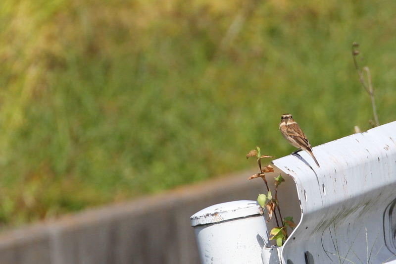 photo1 ノビタキ　2015/10/02　photo by manda