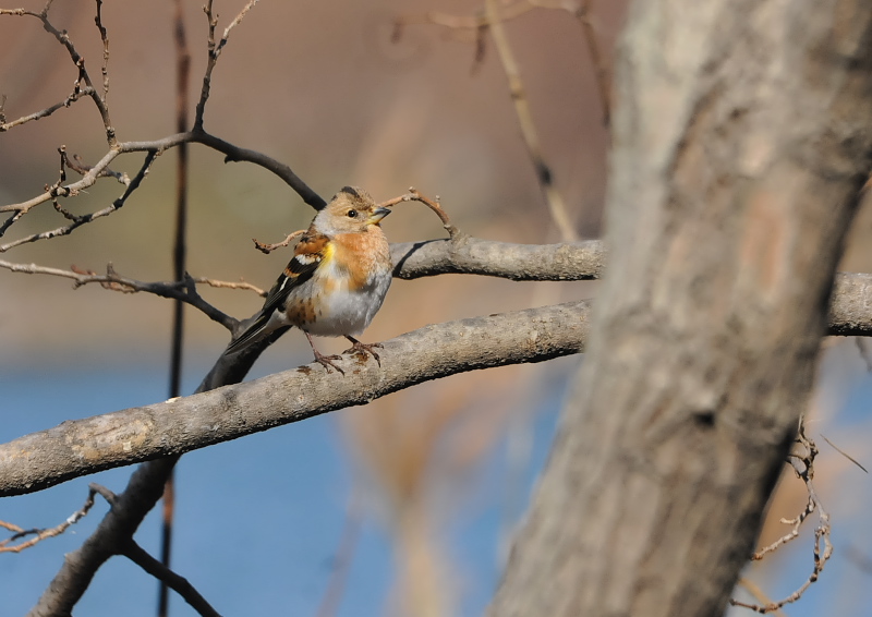 淀川左岸の鳥たち（１０態-1）　淀川左岸　枚方市　2018/01/24-30　Photo by Takase　（写真提供：　高瀬）