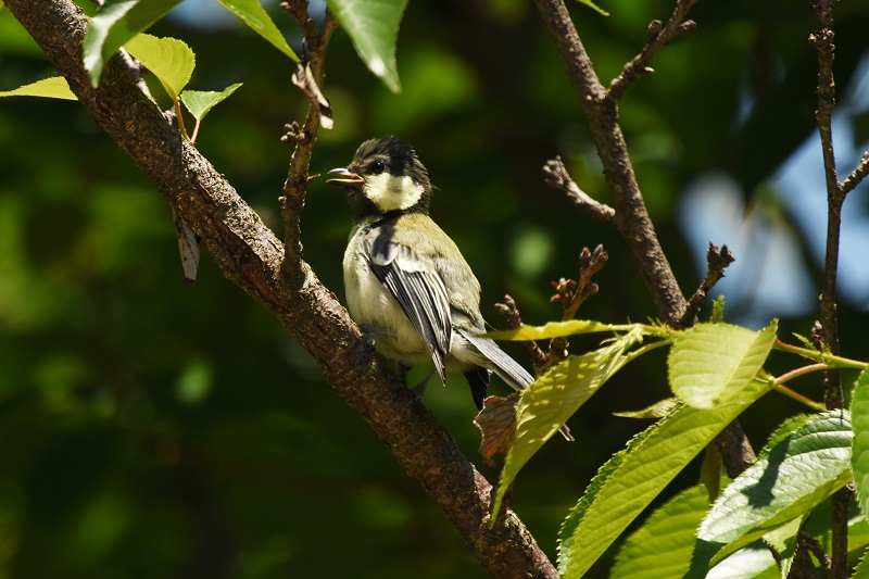 VWEJ iT-1j@c@Љف@s@2016/05/13@ Photo by Hyashi