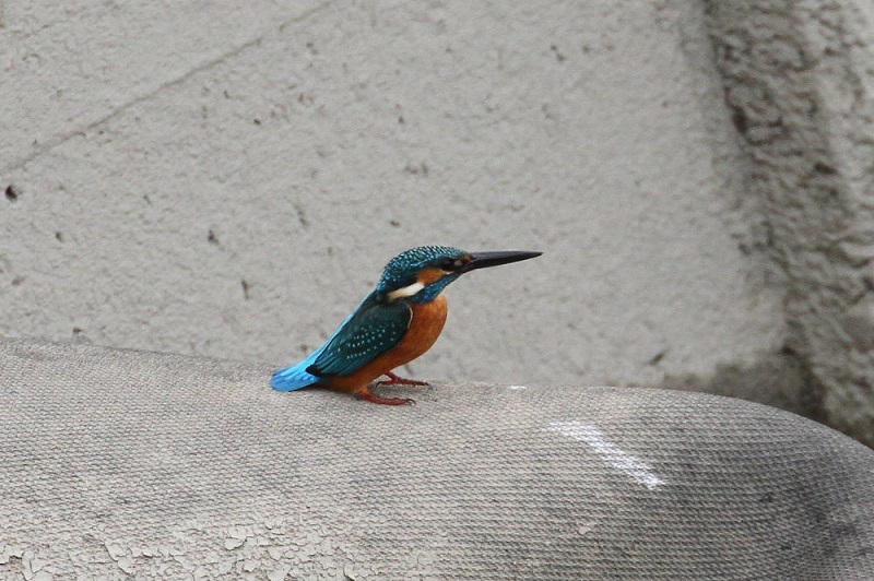 カワセミ（１１態-1）　大谷川　八幡市　2017/11/21　Photo by Manda