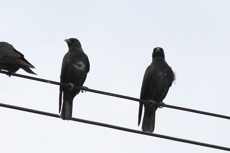 コクマルガラス（２態-1）　巨椋干拓田　京都　2017/11/19　Photo by Manda