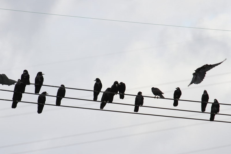 ミヤマガラス（２態-1）　巨椋干拓田　京都　2017/11/19　Photo by Manda