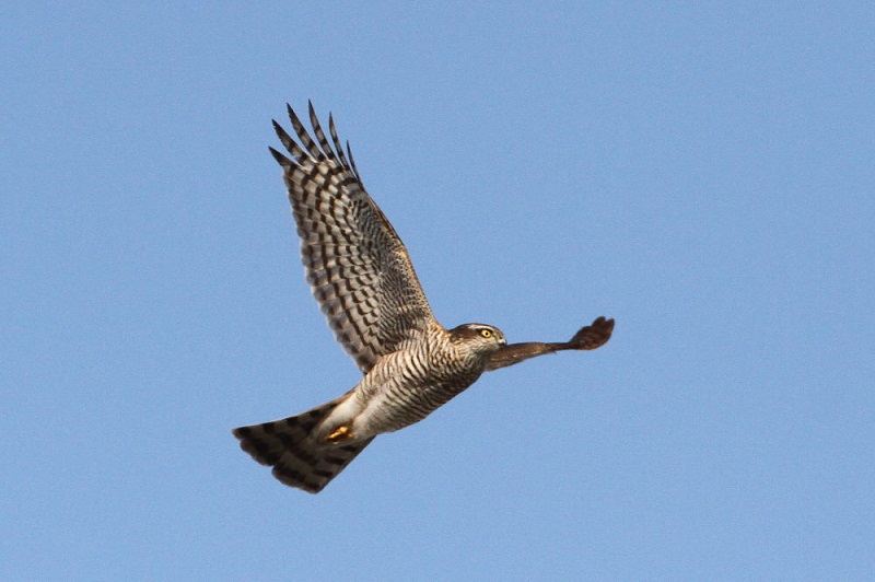 ハイタカ（２態-2）　木津川　八幡市　2018/01/15　Photo by Manda　（写真提供：　萬田）