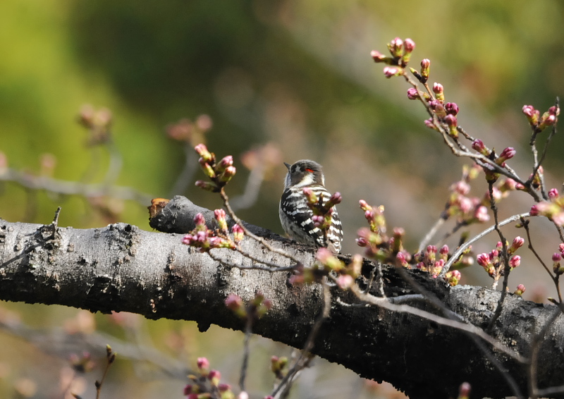 コゲラ　石清水八幡宮　男山　八幡市　2018/03/23 Photo by Takase