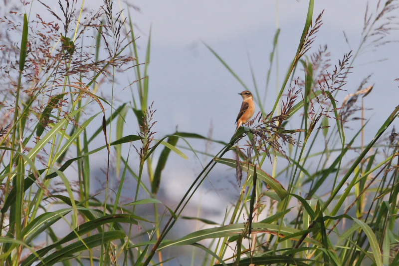 ノビタキ （１２態-2）　大谷川　八幡市　2015/10/07 - 2015/10/16　Photo by Takase