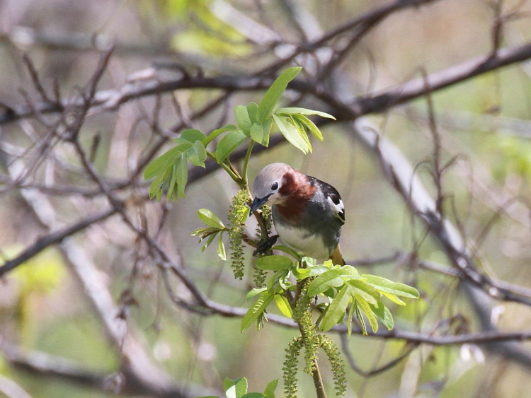 ʐ^-20140403-1@RNh@s@썶݁@2014/04/03@Photo by Manda