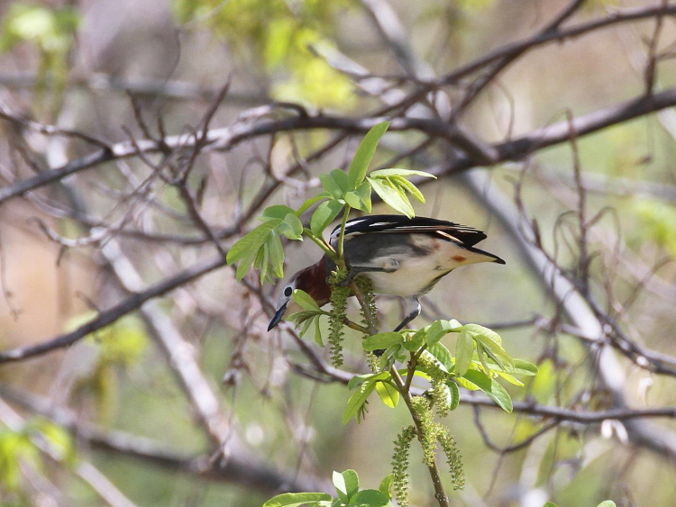 ʐ^-20140403-2@RNh@s@썶݁@2014/04/03@Photo by Manda