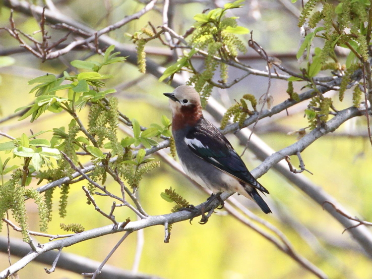 ʐ^-20140403-3@RNh@s@썶݁@2014/04/03@Photo by Manda