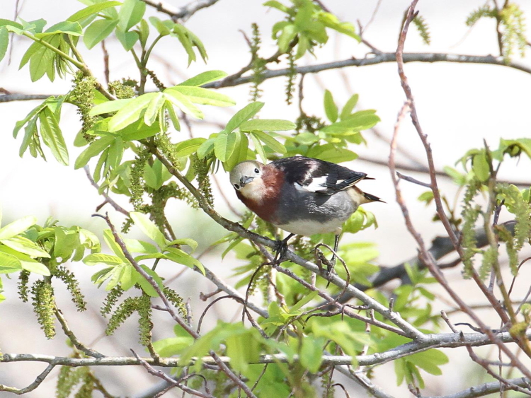 ʐ^-20140403-4@RNh@s@썶݁@2014/04/03@Photo by Manda