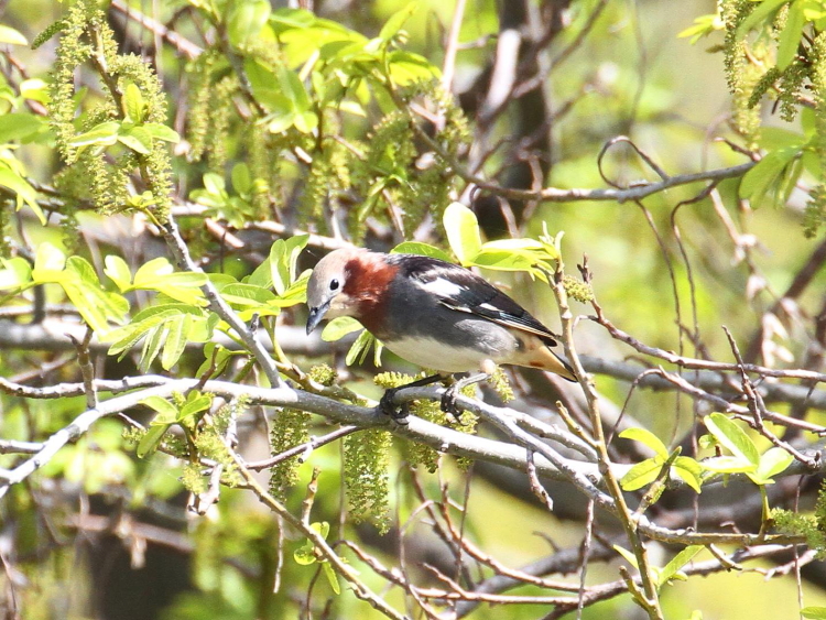 ʐ^-20140403-5@RNh@s@썶݁@2014/04/03@Photo by Manda