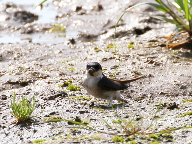 ʐ^-20140403@Cco@@썶݁@s@2014/04/03@Photo by Manda
