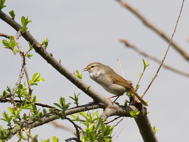 ʐ^-20140403@EOCX@@s@썶݁@2014/04/03@Photo by Manda