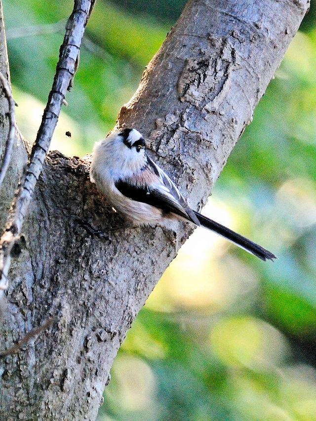 エナガ （3態-1）　川北公園　八幡市　2015/10/20　Photo by Kohyuh