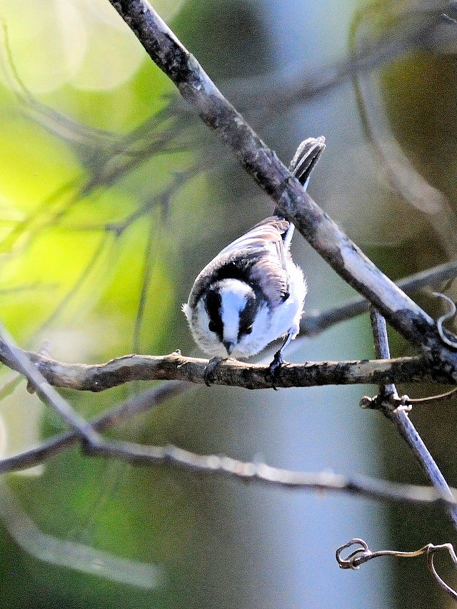 エナガ （3態-2）　川北公園　八幡市　2015/10/20　Photo by Kohyuh