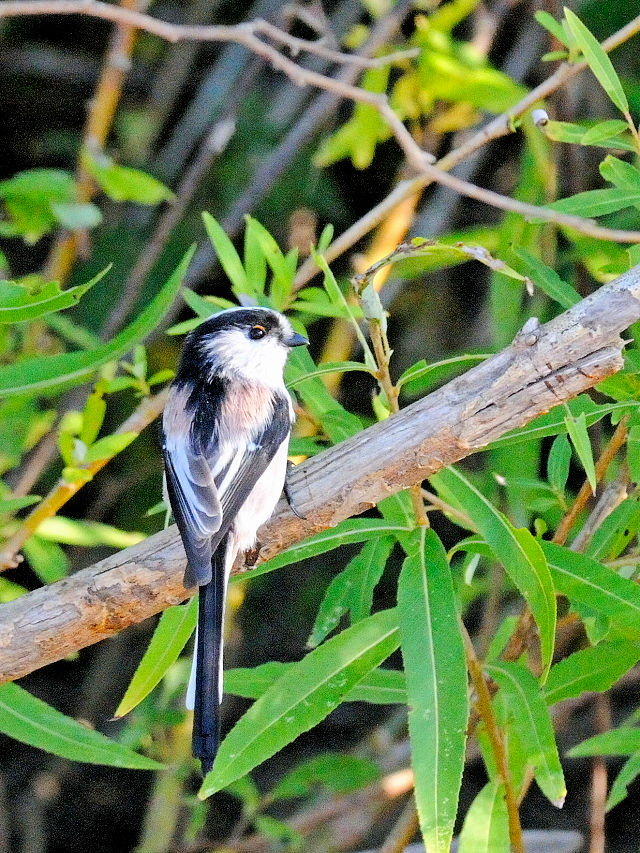 エナガ （3態-3）　川北公園　八幡市　2015/10/20　Photo by Kohyuh