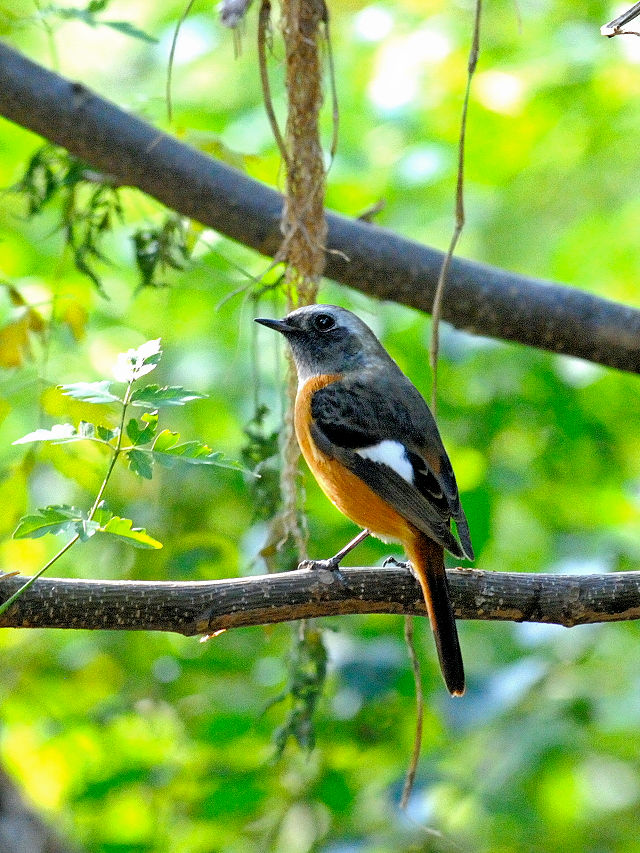 ジョウビタキ　川北公園　八幡市　2015/10/20　Photo by Kohyuh
