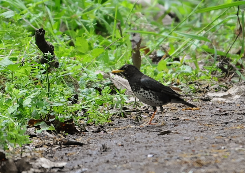 4月の鳥(11態-10) 八幡市とその周辺 2018/04/11 - 2018/04/29 Photo by Takase 4月の鳥(11態-10) 八幡市とその周辺 2018/04/11 - 2018/04/29 Photo by Takase