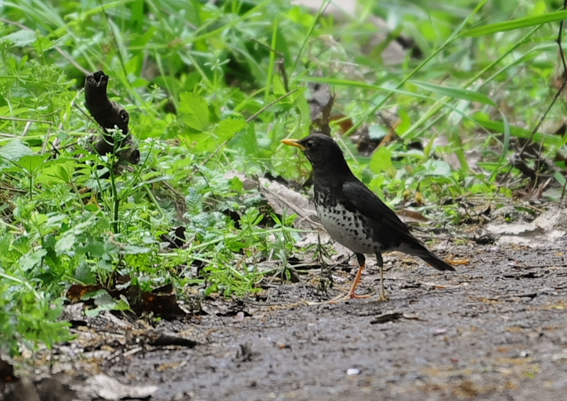 4月の鳥(11態-11) 八幡市とその周辺 2018/04/11 - 2018/04/29 Photo by Takase 4月の鳥(11態-11) 八幡市とその周辺 2018/04/11 - 2018/04/29 Photo by Takase