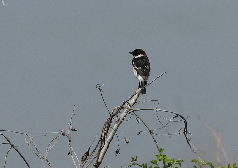 4月の鳥(11態-1) 八幡市とその周辺 2018/04/11 - 2018/04/29 Photo by Takase  4月の鳥(11態-1) 八幡市とその周辺 2018/04/11 - 2018/04/29 Photo by Takase