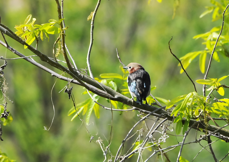 4月の鳥(11態-2) 八幡市とその周辺 2018/04/11 - 2018/04/29 Photo by Takase  4月の鳥(11態-2) 八幡市とその周辺 2018/04/11 - 2018/04/29 Photo by Takase