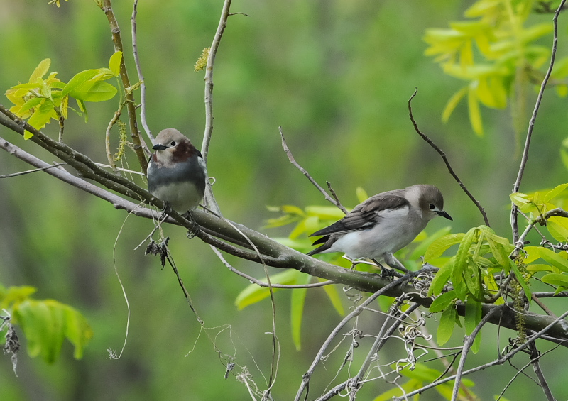 4月の鳥(11態-3) 八幡市とその周辺 2018/04/11 - 2018/04/29 Photo by Takase  4月の鳥(11態-3) 八幡市とその周辺 2018/04/11 - 2018/04/29 Photo by Takase