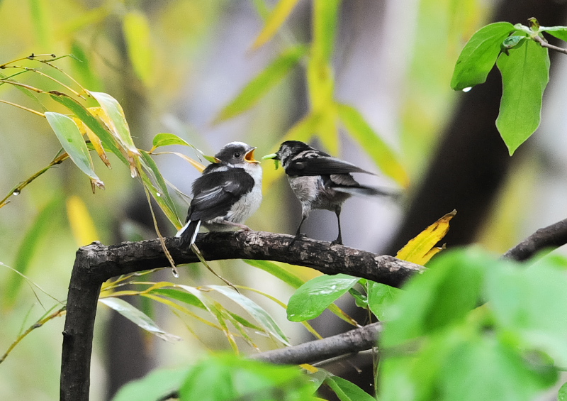 4月の鳥(11態-4) 八幡市とその周辺 2018/04/11 - 2018/04/29 Photo by Takase 4月の鳥(11態-4) 八幡市とその周辺 2018/04/11 - 2018/04/29 Photo by Takase