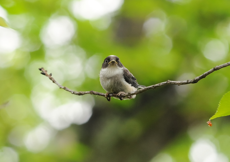 4月の鳥(11態-5) 八幡市とその周辺 2018/04/11 - 2018/04/29 Photo by Takase 4月の鳥(11態-5) 八幡市とその周辺 2018/04/11 - 2018/04/29 Photo by Takase