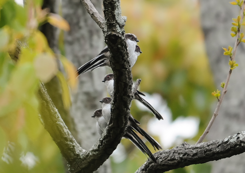 4月の鳥(11態-6) 八幡市とその周辺 2018/04/11 - 2018/04/29 Photo by Takase 4月の鳥(11態-6) 八幡市とその周辺 2018/04/11 - 2018/04/29 Photo by Takase