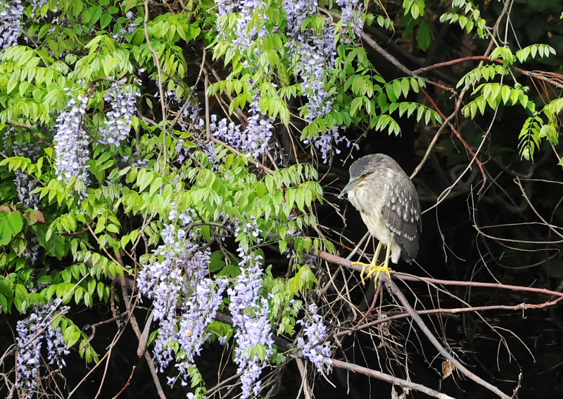 4月の鳥(11態-7) 八幡市とその周辺 2018/04/11 - 2018/04/29 Photo by Takase 4月の鳥(11態-7) 八幡市とその周辺 2018/04/11 - 2018/04/29 Photo by Takase