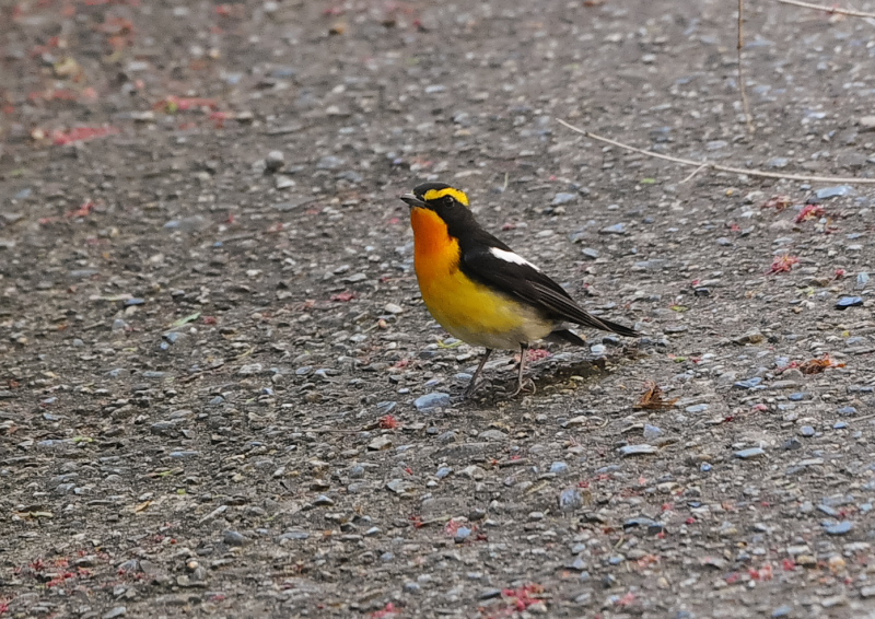 4月の鳥(11態-8) 八幡市とその周辺 2018/04/11 - 2018/04/29 Photo by Takase 4月の鳥(11態-8) 八幡市とその周辺 2018/04/11 - 2018/04/29 Photo by Takase