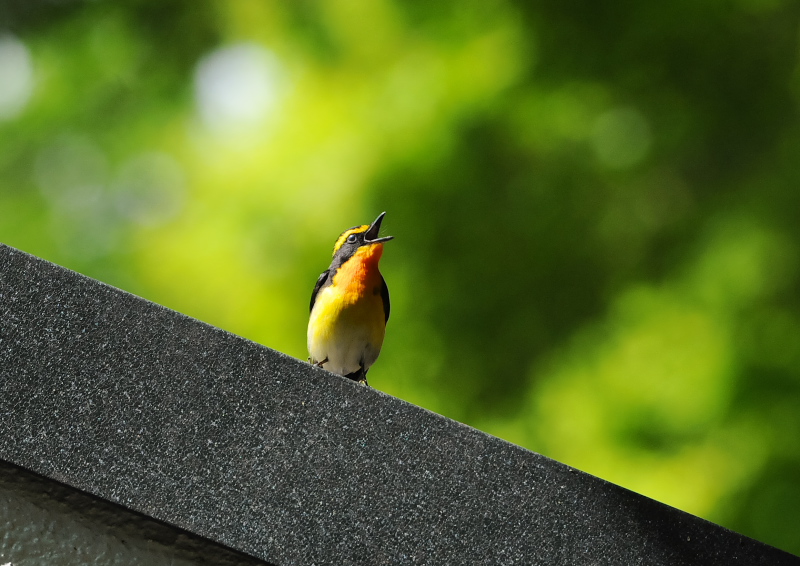 4月の鳥(11態-9) 八幡市とその周辺 2018/04/11 - 2018/04/29 Photo by Takase 4月の鳥(11態-9) 八幡市とその周辺 2018/04/11 - 2018/04/29 Photo by Takase