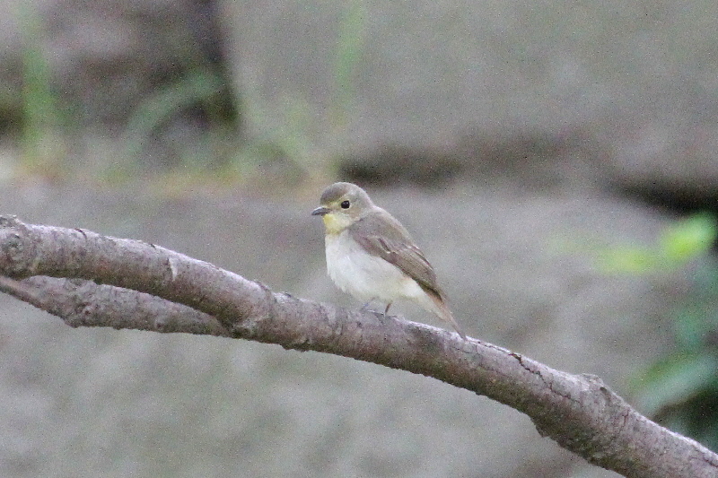 大阪城の野鳥(18態-10) 2019/04/17 - 2019/04/28 Photo by Manda 大阪城の野鳥(18態-10) 2019/04/17 - 2019/04/28 Photo by Manda