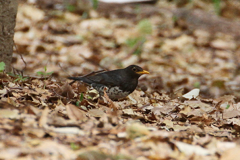 大阪城の野鳥(18態-11) 2019/04/17 - 2019/04/28 Photo by Manda 大阪城の野鳥(18態-11) 2019/04/17 - 2019/04/28 Photo by Manda
