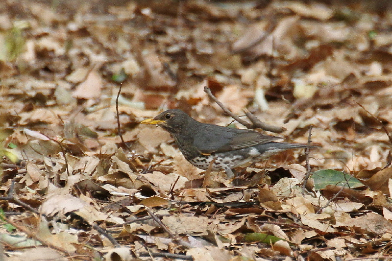 大阪城の野鳥(18態-12) 2019/04/17 - 2019/04/28 Photo by Manda 大阪城の野鳥(18態-12) 2019/04/17 - 2019/04/28 Photo by Manda