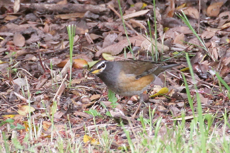 大阪城の野鳥(18態-13) 2019/04/17 - 2019/04/28 Photo by Manda 大阪城の野鳥(18態-13) 2019/04/17 - 2019/04/28 Photo by Manda
