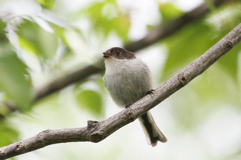大阪城の野鳥(18態-14) 2019/04/17 - 2019/04/28 Photo by Manda 大阪城の野鳥(18態-14) 2019/04/17 - 2019/04/28 Photo by Manda